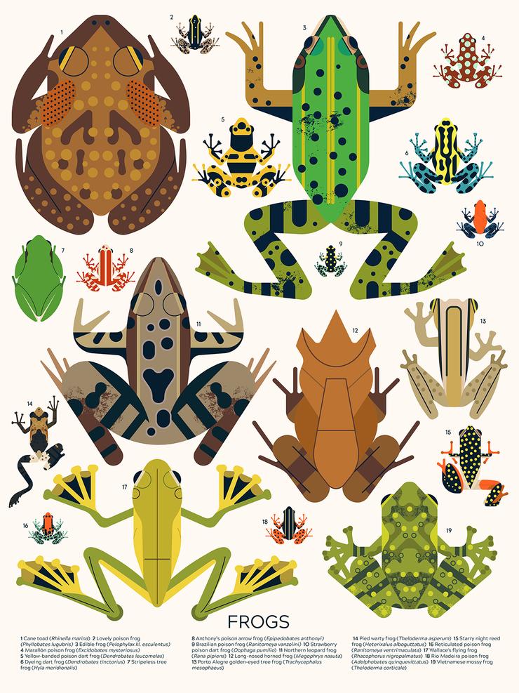 OD Frogs